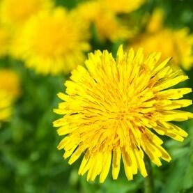 Dandelion.