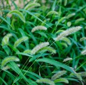 Foxtail.