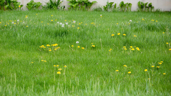 A grassy lawn with scattered yellow dandelions