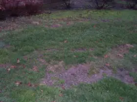 Lawn has patches exposed soil.