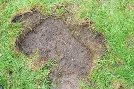 Menacing creatures that destroy your lawn from the roots up.