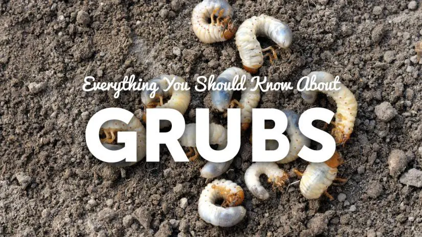 Got grubs in your lawn.