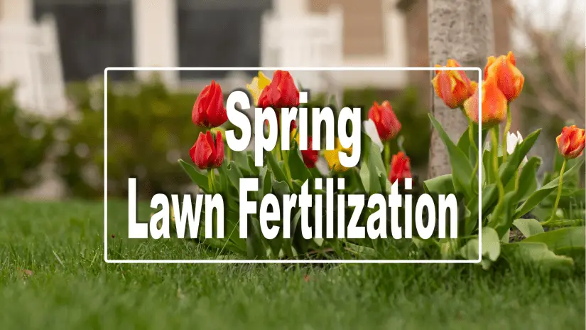Timely fertilization treatments in the spring.