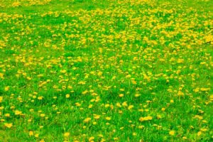 Lawns in the springtime.