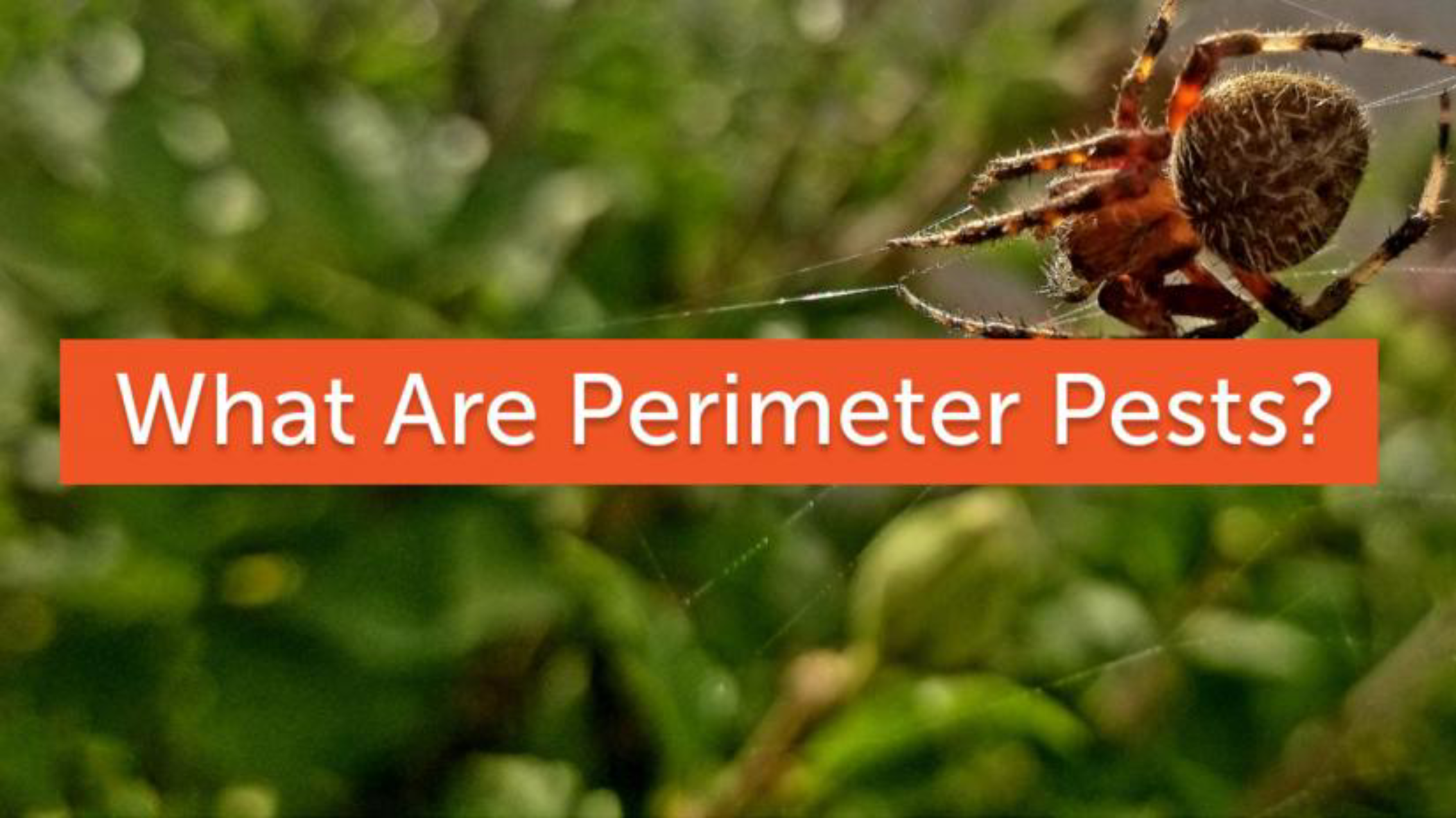 A close-up of a spider on its web