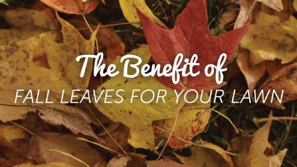 A close-up of colorful autumn leaves.