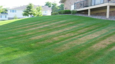 A grassy lawn displaying several brown spots.