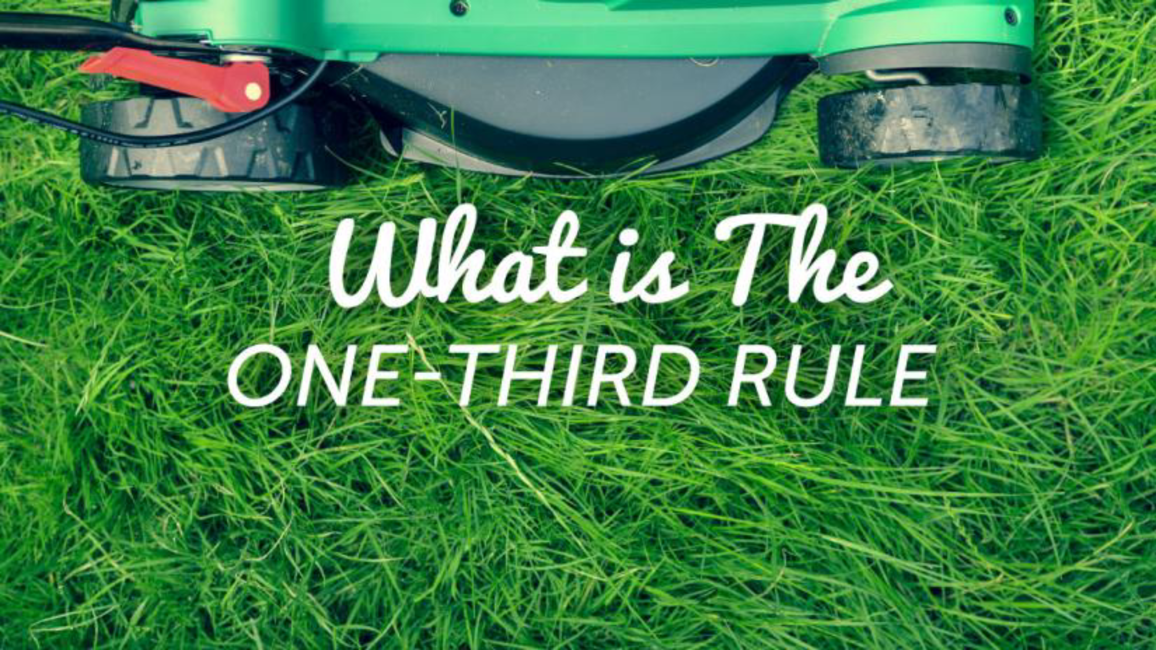 A lawn mower on tall green grass.