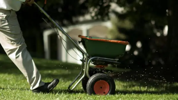 A person pushes a fertilizer spreader across a grassy lawn.