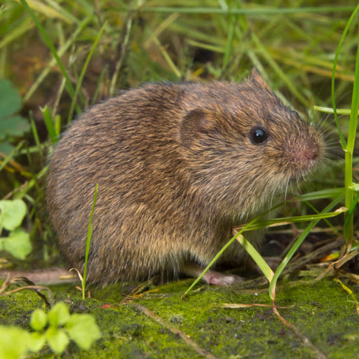 Brown vole with short fur sits on the ground amid green grass and plants