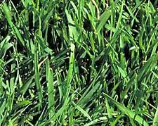 Grass of the week bentgrass