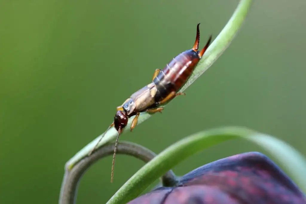 Earwigs