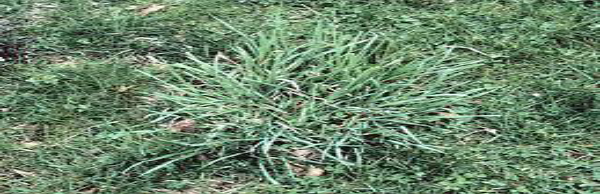 A small plant nestled in a vibrant patch of grass.