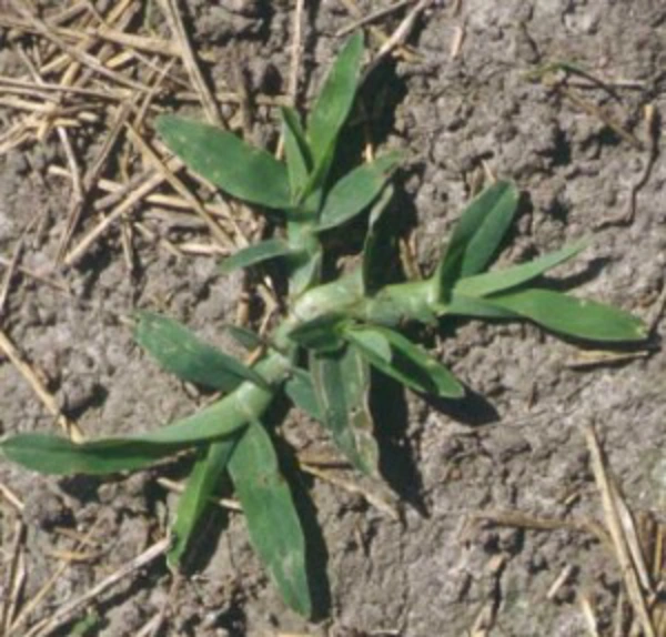 Green crabgrass plant with broad leaves.