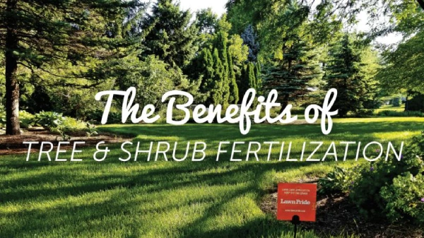 Green yard with trees and shrubs in sunlight.