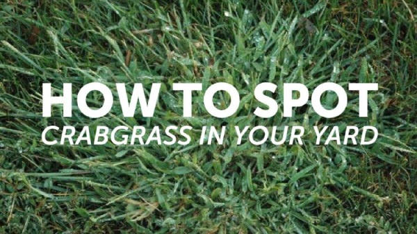 Grass background with text How to spot crabgrass on your yard.