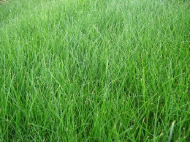Lawn Pride Indianapolis lawn care and weed control.