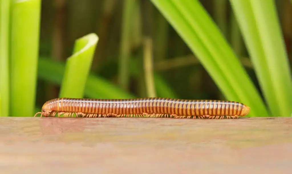 Millipedes