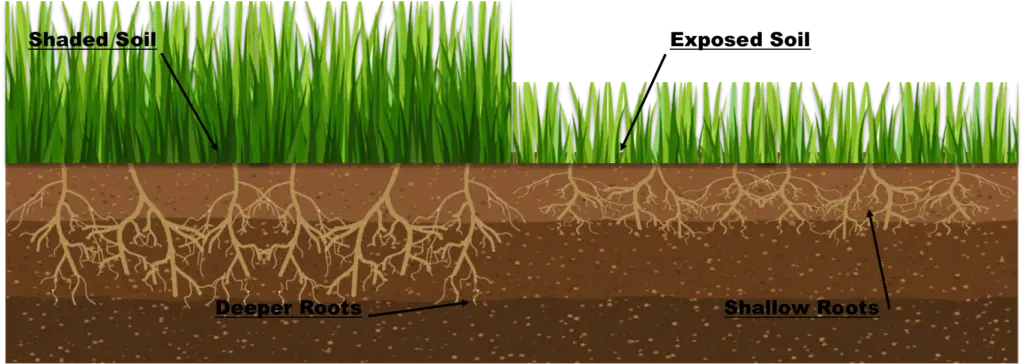 Soil shading-tall Vs Short.