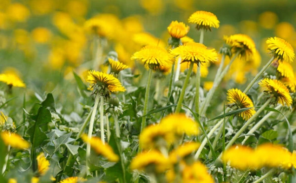 Treat Dandelions Fall Treat Dandelions Fall