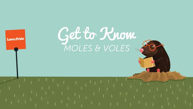 Animation of mole reading a book