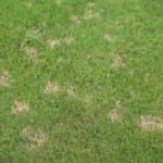 lawn-pride-dollar-spot-2