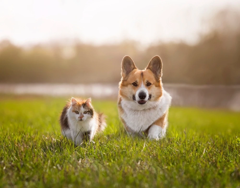 Corgi and cat running in lawn